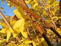 Forsythia Suspensa (fam Oleacees) (Chine) (Photo F. Mrugala) (1)